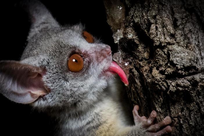 This bushbaby learned from his mother where to find an important winter food: acacia gum.