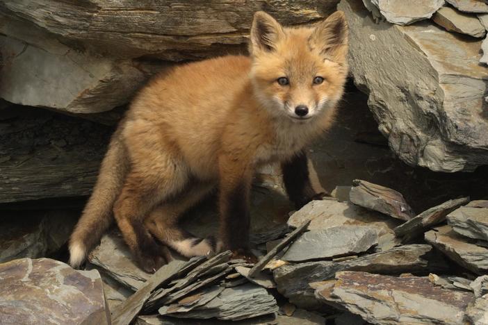 In this short video, follow the development of Red fox kits--from small and blind den-dwel