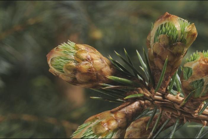 Watch beautiful imagery of budding plants sped up in timelapse footage. 