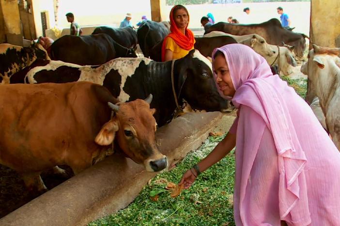 Hindus' reverence for cows is conflicting with the realities of modern life in India.