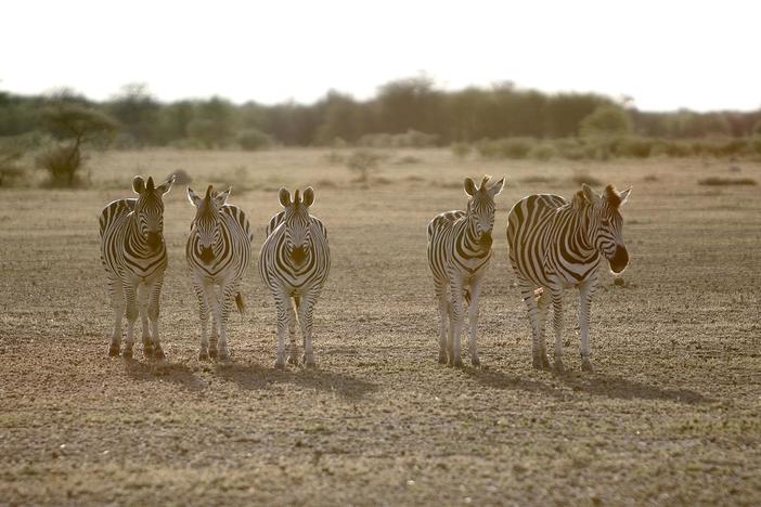 As the zebras get close, lions and dirt fields await them at the migration site.