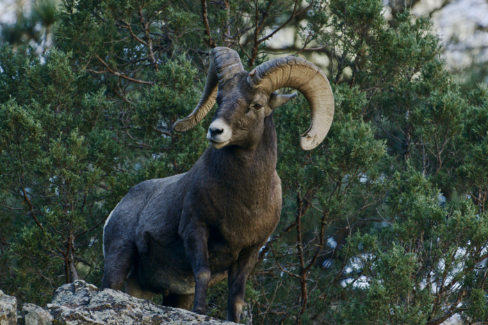 Young animals face new challenges as winter envelopes the Rocky Mountains.