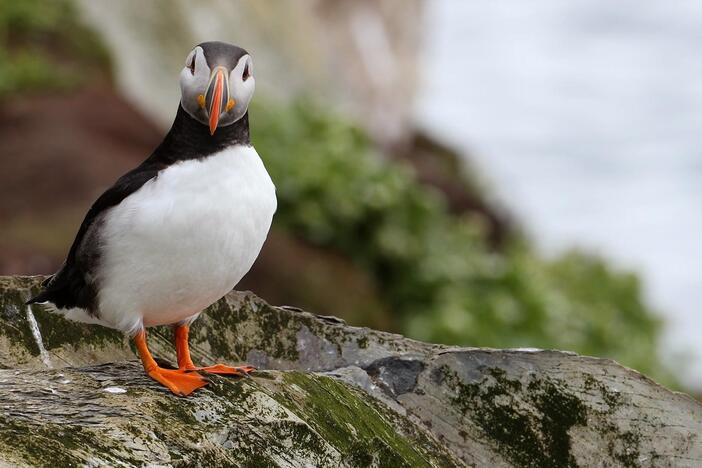In the Westman Islands, one community has banded together to save lost young puffins.