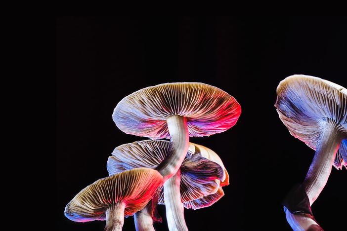 Psychedelics are unlocking new ways to treat conditions like addiction and depression.