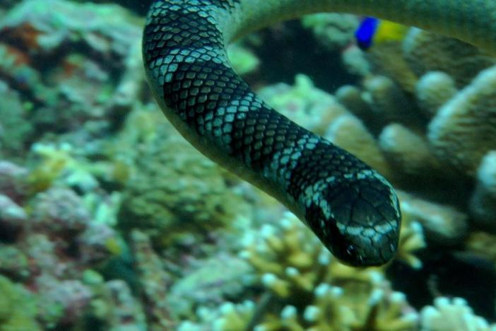Sea snakes and reef fish help each other snag an easy meal. 