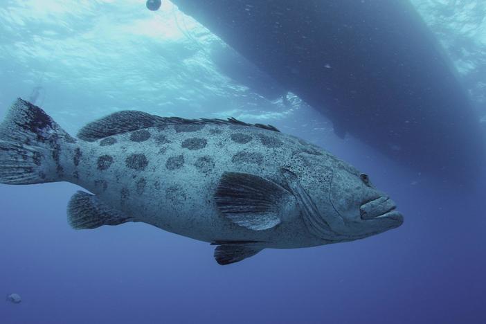 Explore the rich and complex natural ecosystem of the Great Barrier Reef.