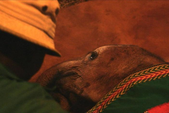 A blanket and sleepover buddy help orphaned elephants settle in for the night. 
