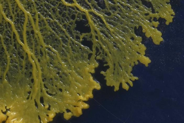 Meet slime molds: the brainless blobs that can learn, make decisions, and navigate mazes.