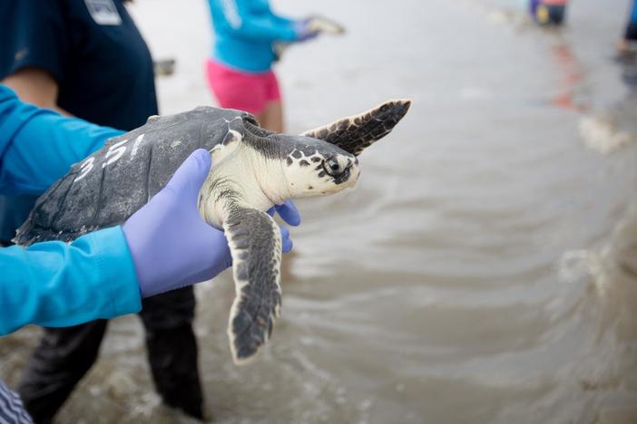 Dozens of endangered sea turtles released off the coast of Georgia