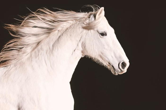 Travel around the world to uncover the history of mankind’s relationship with the horse.