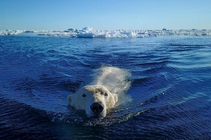 By fully submerging underwater, a polar bear mother attempts a sneak attack on a seal.
