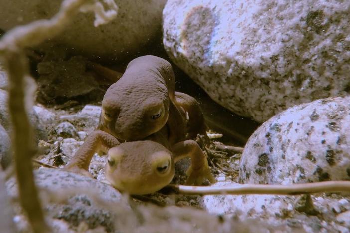 Sierra newt males battle it out for the chance to mate. 