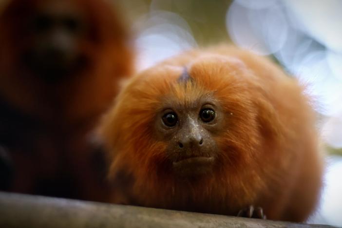 The golden lion tamarin stands as a beacon of hope and survival in the face of extinction.