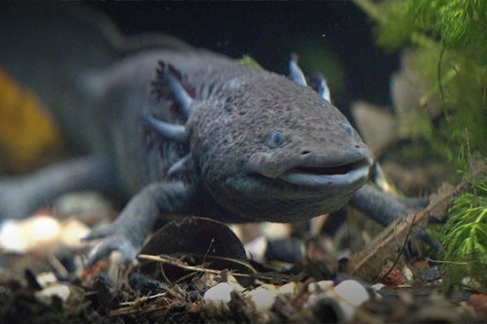 Scientists partner with farmers, fishers, and nuns to save two aquatic salamander species.