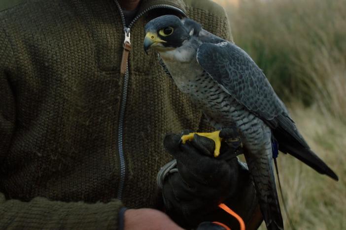 With an onboard camera, "the prey drone" excels at filming the peregrine falcon.