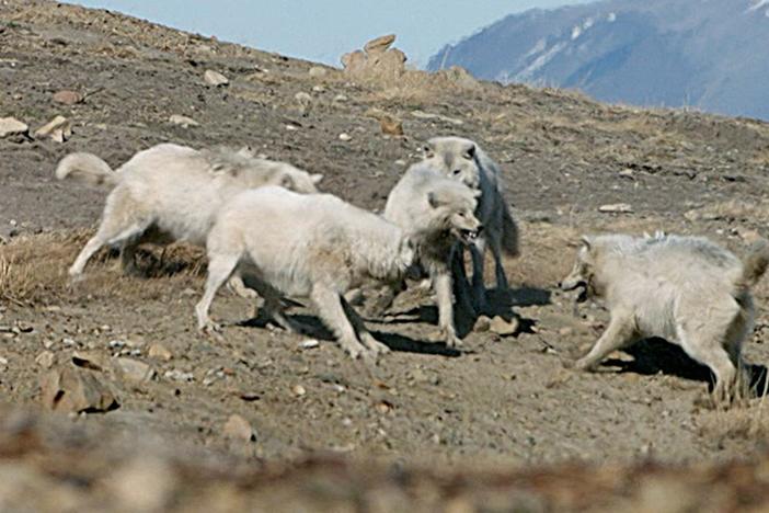 Nothing comes between a pack and its pups!