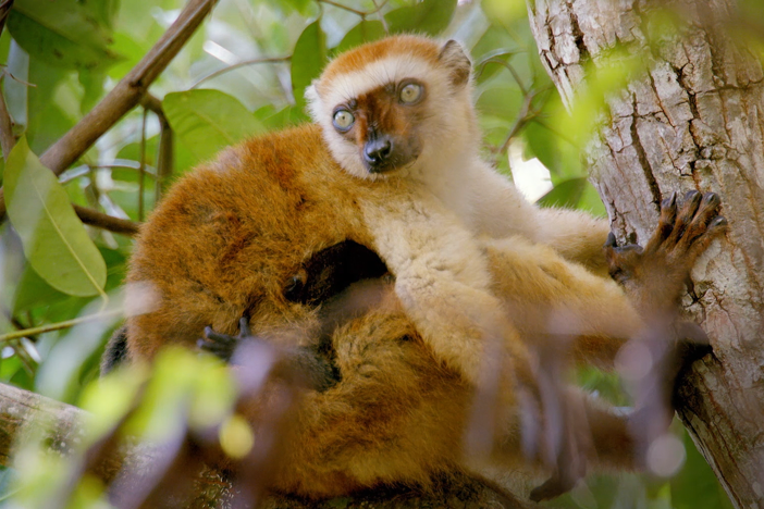 Lemurs have developed a more ingenious means of keeping pests at bay!