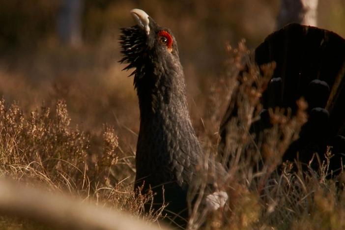 Capercaillies have an intimate relationship with the Scots Pine.
