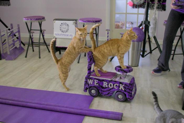 Tips on how to train your cat.