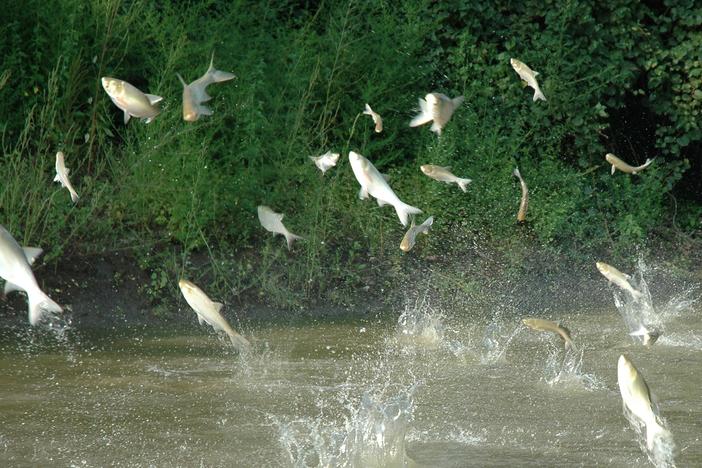 Midwest battles to keep invasive Asian carp out of the Great Lakes