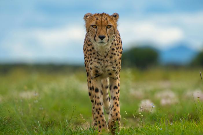 Explore the secret lives of animals through their eyes.
