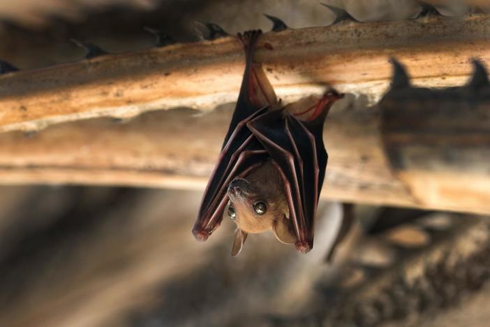 The fate of bats is hanging in the balance. That could have very real consequences for us