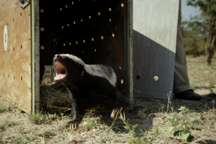 Nature follows one of the most fearless animals in the world: the honey badger. 