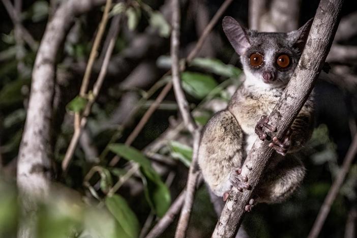 For a tiny bushbaby, danger lurks around every corner in this forest.