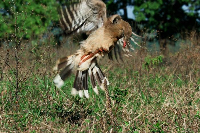 When hunting a snake, one wrong move could be this red-legged seriema's last.