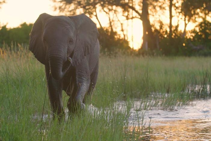The future was uncertain for Naledi, an elephant orphaned an early age.