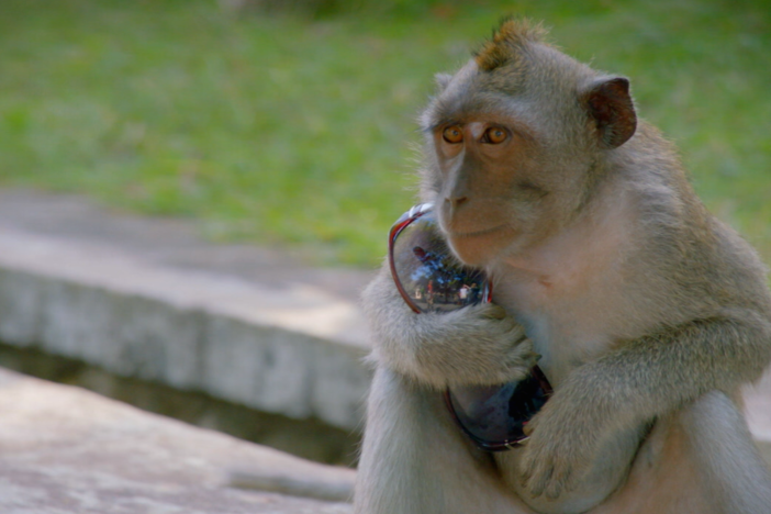 A group of monkeys in Indonesia steal tourists' belongings and ransom them for food. 