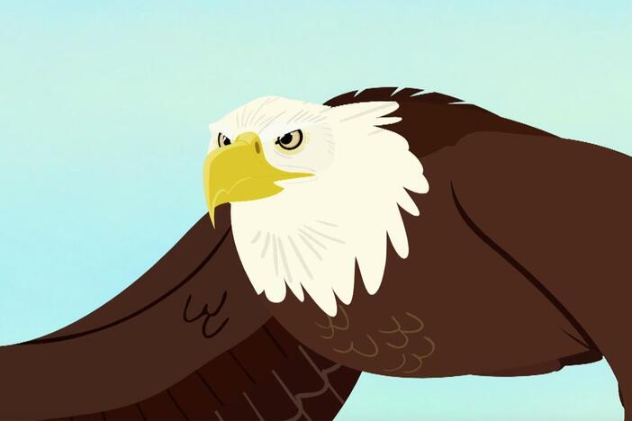 The Kratt brothers set out to experience the life of the bald eagle.
