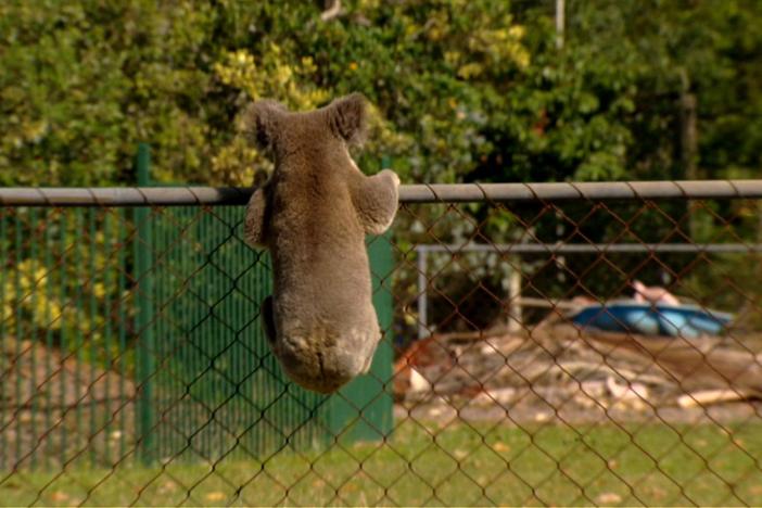 A male koala wanders into the Australian suburbs in search of a mate to produce offspring.