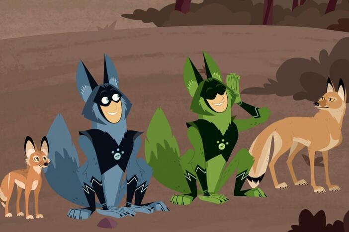 The Wild Kratts want to learn why the coyote is so adaptable.