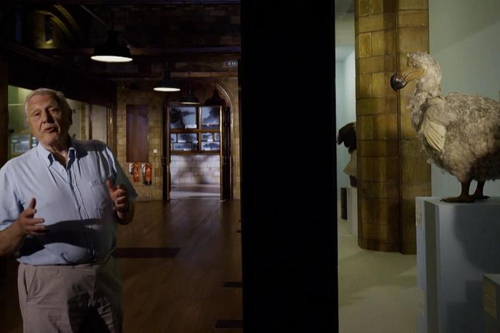 David Attenborough comes face-to-face with a dodo, the first animal driven to extinction by humans.