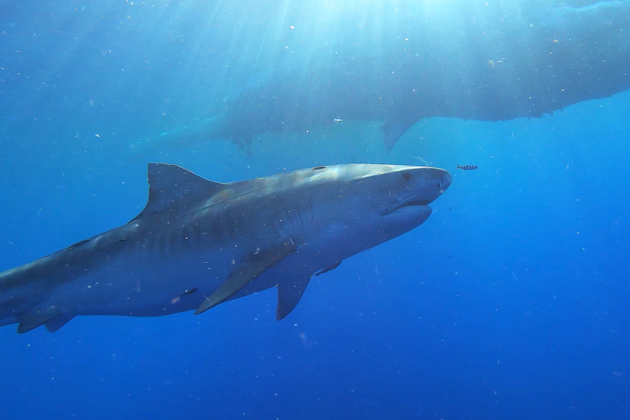 Meet the sharks that call the waters near Hawaii’s islands their home.