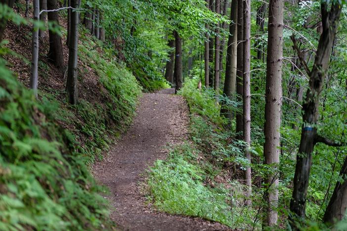 Sharon Collins walks along a nature trail and highlights the cool things you can observe!