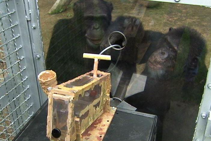 A researcher tests the cognitive skills of a chimpanzee with a seemingly simple task.