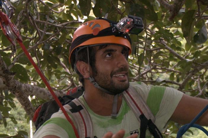 Meet Gorongosa's very own Tarzan, Harith Farooq. One problem: he has no head for heights.