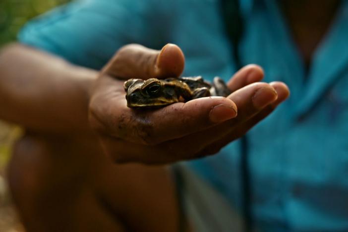 M. Sanjayan investigates the biodiversity around Cairns Airport and meets the cane toad.