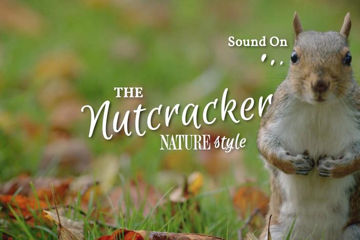 At NATURE, we celebrate the season with squirrels!