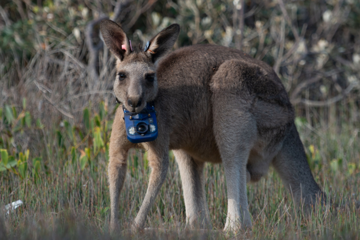 Australian animals take cameras into their secret world.