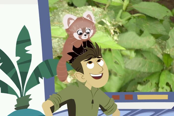 The Kratt brothers, Koki, Jimmy and Aviva discuss which family the red panda is from.