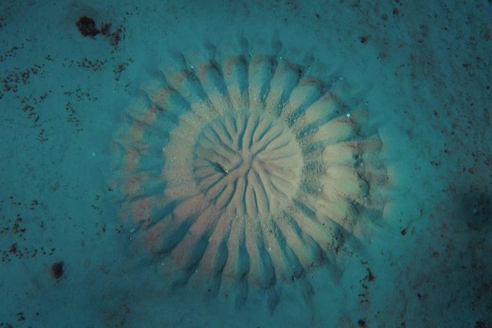 Off the coast of Japan, the white-spotted pufferfish is at work creating a masterpiece.