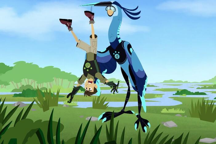 The Kratts are in the Tortuga when Martin spots something in the sky, a blue heron!