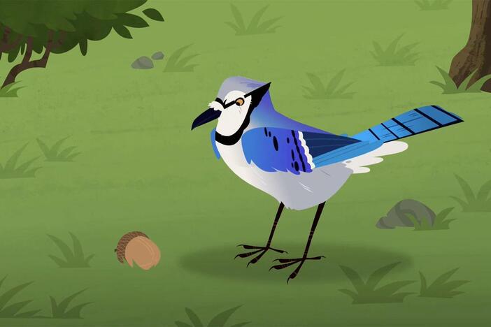 Martin follows a blue jay and sees it burrying an acorn in the ground.
