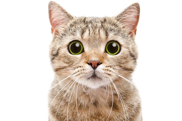 Toxoplasma, a parasite found in cat waste, takes over the brain.