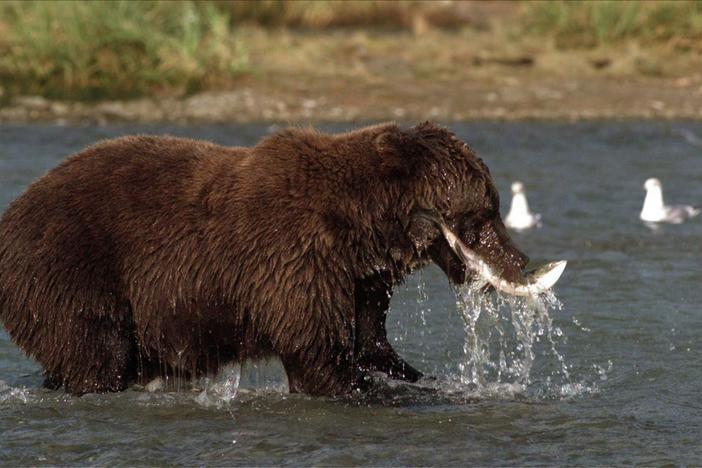 Bears gather by the rivers now packed with salmon traveling upstream to spawn.