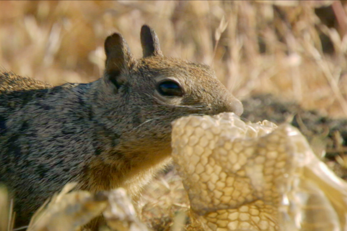 The California ground squirrel uses the skin of a major predator to hide in plain sight.