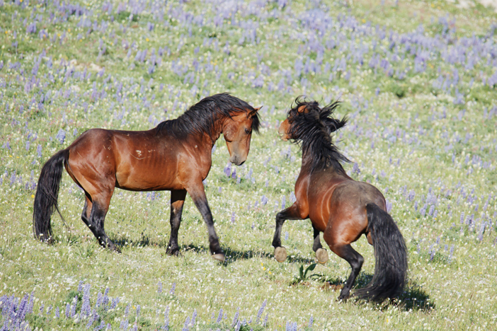 At the height of breeding season, a band stallion fends off bachelor stallions.